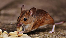 24 Hour & Emergency Exterminators in West Haven, NC